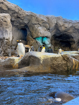 King and gentoo penguins on rocky habitat at Calgary Zoo