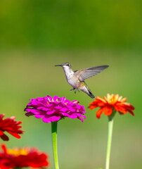 Fototapeta premium close up on flying ruby throated hummingbird above flower