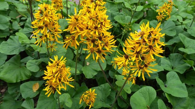 Ligularia &times; hessei is a cultivated hybrid in the genus Ligularia, family Asteraceae.