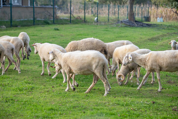 grazing sheep © ydfotograf