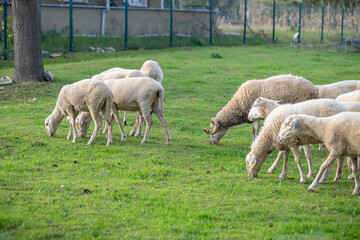 grazing sheep © ydfotograf