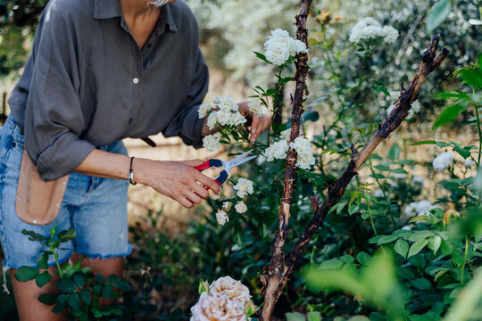 Skilled mature female gardener pruning white roses with hand shears in Mediterranean garden