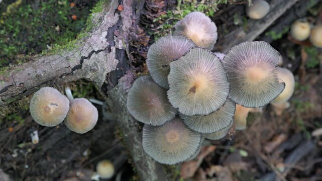 Mushrooms growing on a tree trunk in the autumn forest. (Coprinellus micaceus). 