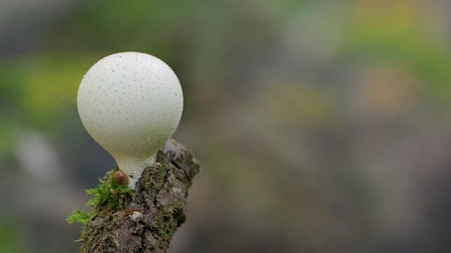 Mushrooms (Licoperdon perlatum), growing on a mossy tree trunk in the autumn forest. Close up view.