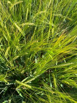 Green barley field with detailed long awns