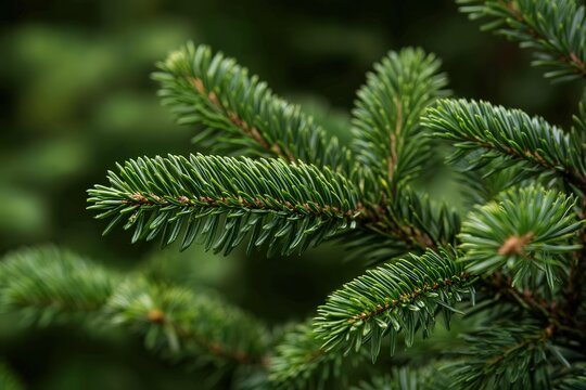 Close up of green spruce tree branch needles