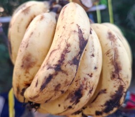 Bunch of ripe yellow bananas with brown spots hanging outdoors © Muhammad
