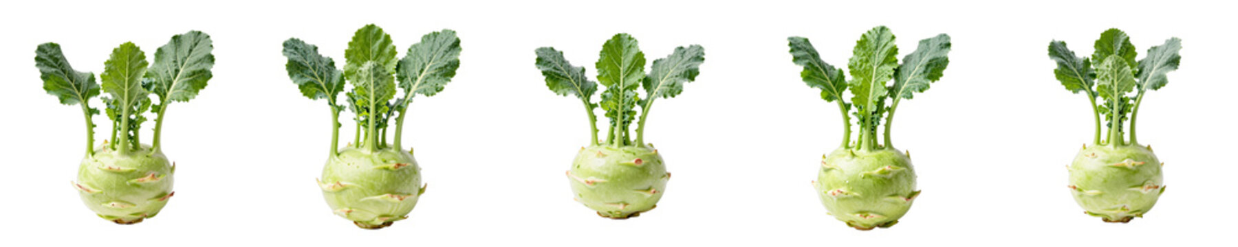 Five fresh kohlrabi bulbs stand in a row against a stark black background for a clear presentation