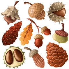 Textured autumn harvest set with acorns, pine cones, chestnuts and oak leaf. Hand drawn watercolor style elements isolated on white background for seasonal Thanksgiving design © Vitalii