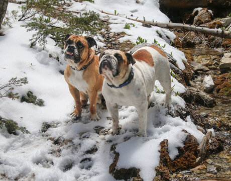 Two bulldogs by a stream standing in the snow