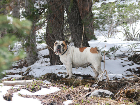 Bulldog in the forest looking around for her playmate