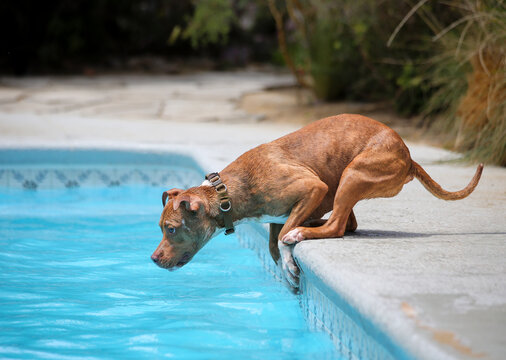 Small, brown pitbull dog getting ready to jump into a pool