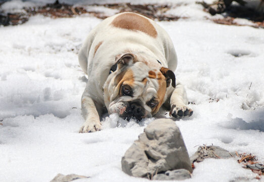 Bulldog playing in the snow in the spring in NV