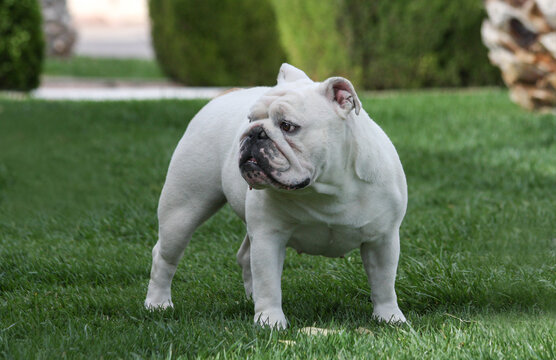 Outdoor portrait in the grass of an English Bulldog