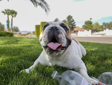 Wide angle lens close up photo of a bulldog