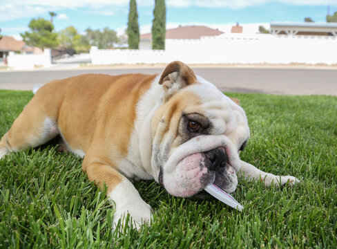 Close up photo of a red and white bulldog playing with a lid