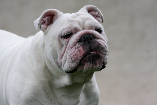 Close up, natural lighting portrait of a white bulldog