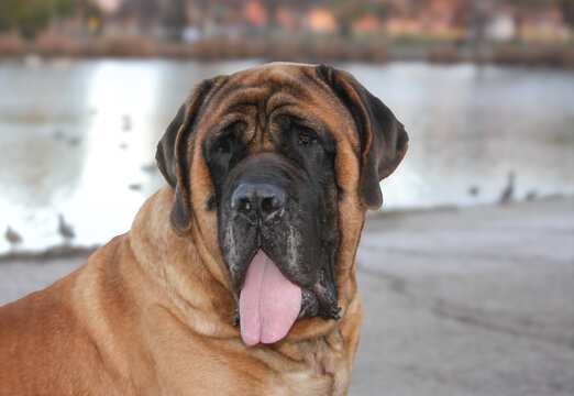 Large, male mastiff dog posing for an outdoor portrait
