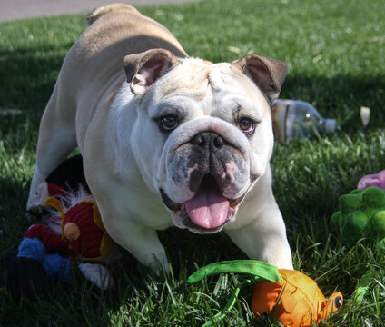 Tan and white English bulldog looking up at the camera