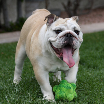 Happy bulldog playing in the grass with a green toy