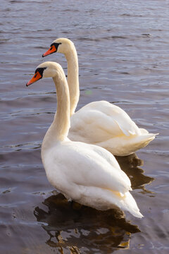 Two swans swimming together in a calm lake during daylight hours