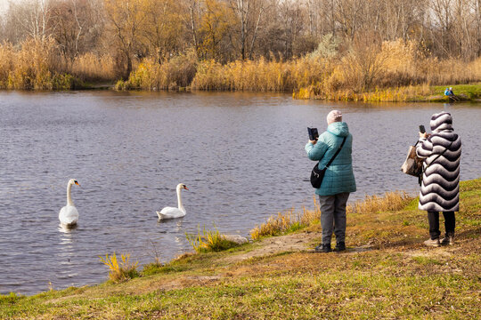 People observing swans at a lakeside park on a clear day during autumn