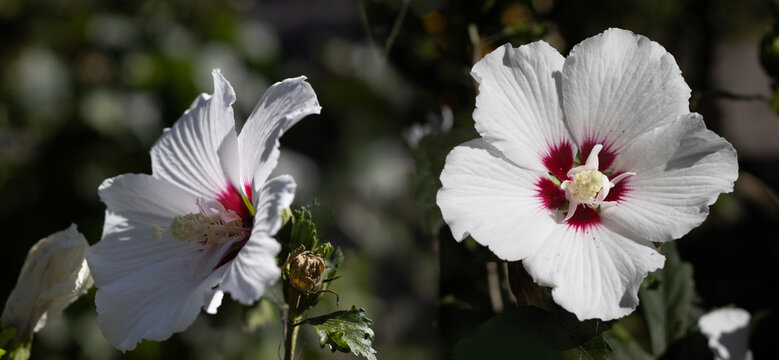 Flowers bloom in a garden showing white petals and red centers during a sunny day