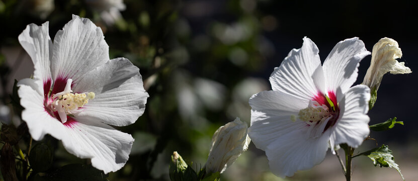 Flowers bloom in a garden showcasing white petals with hints of red and green leaves during daytime
