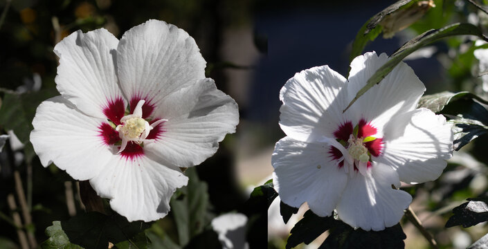 White flowers with red centers on display in a garden during daytime