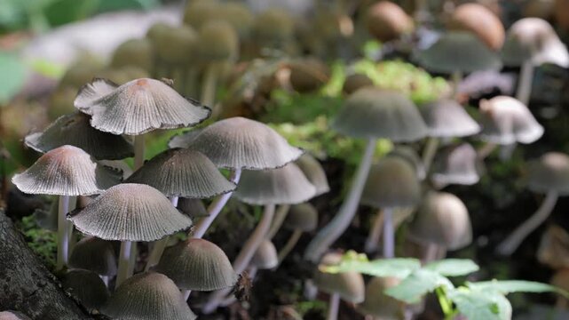 Mushrooms growing on a tree trunk in the autumn forest. (Coprinellus micaceus). 