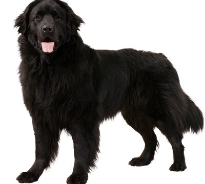 A PNG image of a black, fluffy dog in happy pose, set against a transparent background