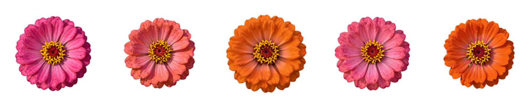 Row of colorful zinnia flowers with dew drops isolated on black background in horizontal format