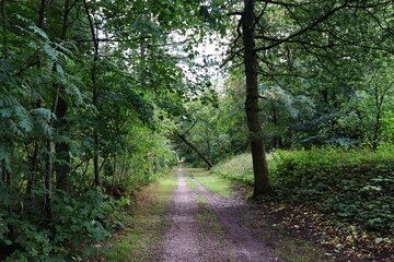 Fototapeta premium Hærvejen near Viborg forest path