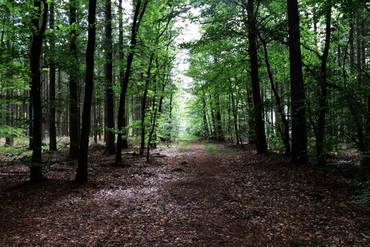 H&aelig;rvejen near Viborg forest trail
