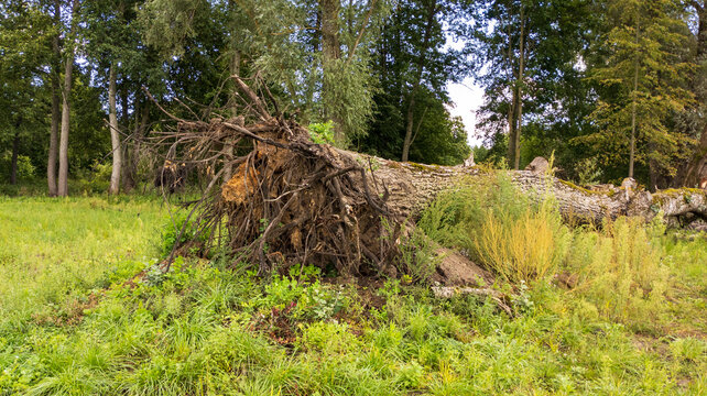 Large Uprooted Tree lying on Grass in Forest after Severe Storm. Natural Disaster Concept