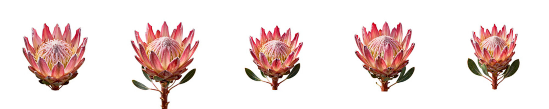Five pink protea flowers in full bloom isolated on a black background
