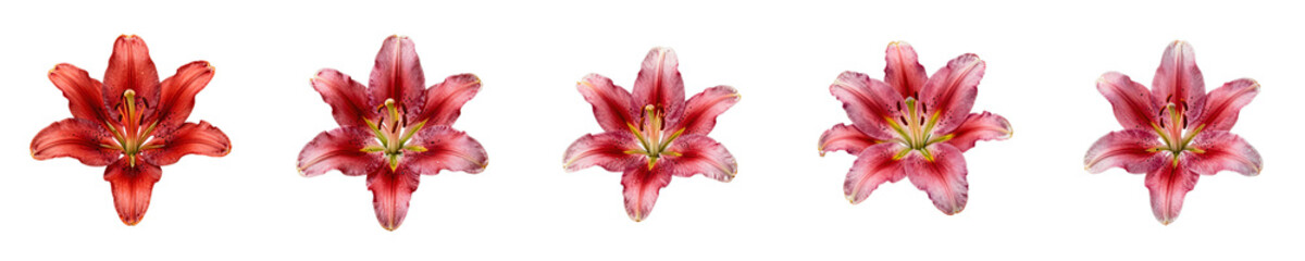 Fototapeta premium Blooming lilies in an array showcase the beauty of nature against a black backdrop