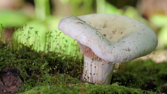 Mushroom growing in the autumn forest. (Lactarius controveriu). Close up view. 