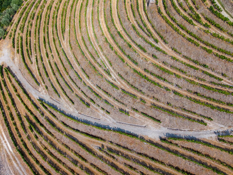 Douro valley vineyards creating terraced agricultural landscape in portugal