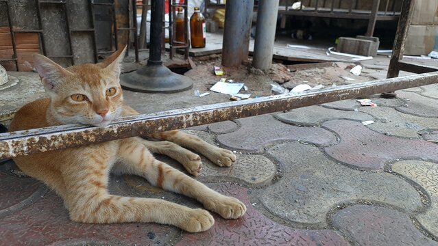 Orange tabby cat resting on a paved urban sidewalk behind a rusted metal rail, with alert amber eyes and relaxed posture, creating a street animal scene for urban life and animal themes