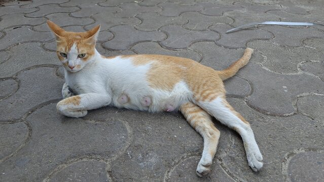 Orange and white cat resting on a paved sidewalk, with its body stretched across patterned stone pavement and its tail raised, creating a natural urban street animal scene with everyday city life