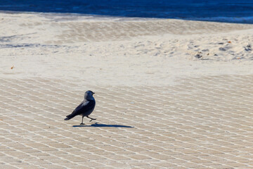 Obraz premium Western jackdaw (Coloeus monedula) walking on a pavement near a sandy beach