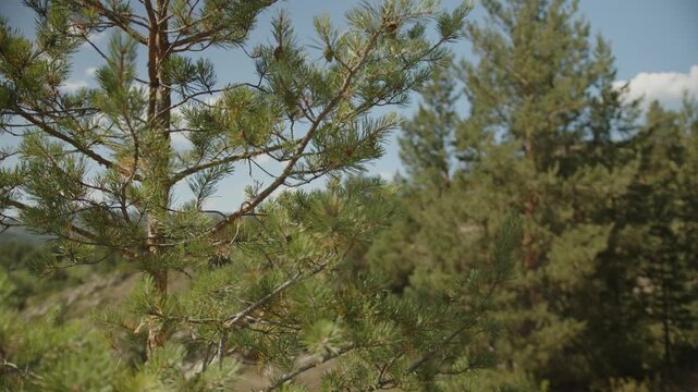 Close-up of Altai pine branches with cones in summer forest