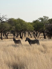 zebras in the Namibia  © Pimpitcha