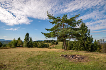 Samotne drzewo © piotrwolak