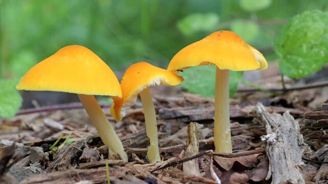 Mushrooms growing in the autumn forest on a sunny day.