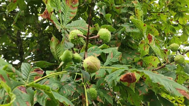Close-up of a young green horse chestnut fruit covered with sharp spines. 