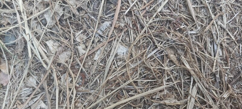 Dense overhead view of dry shredded straw and dead grass stems, suitable for eco-friendly product backdrops, agricultural presentations, and organic texture layers