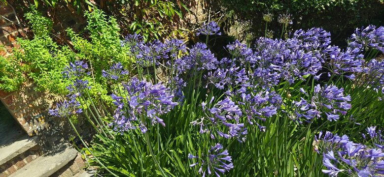 English garden, flower bed in hot summer day. 