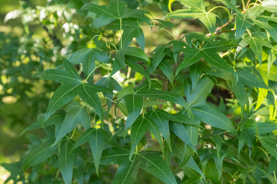 Acer mono Nippon-Ahorn Detail Blatt